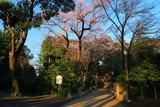 仙波東照宮の信綱桜
