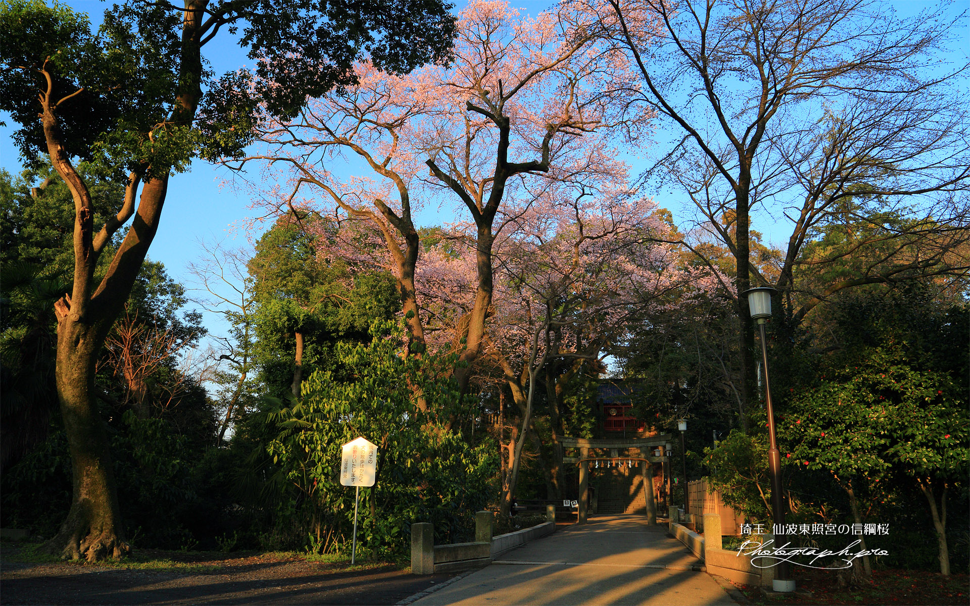 仙波東照宮の信綱桜
