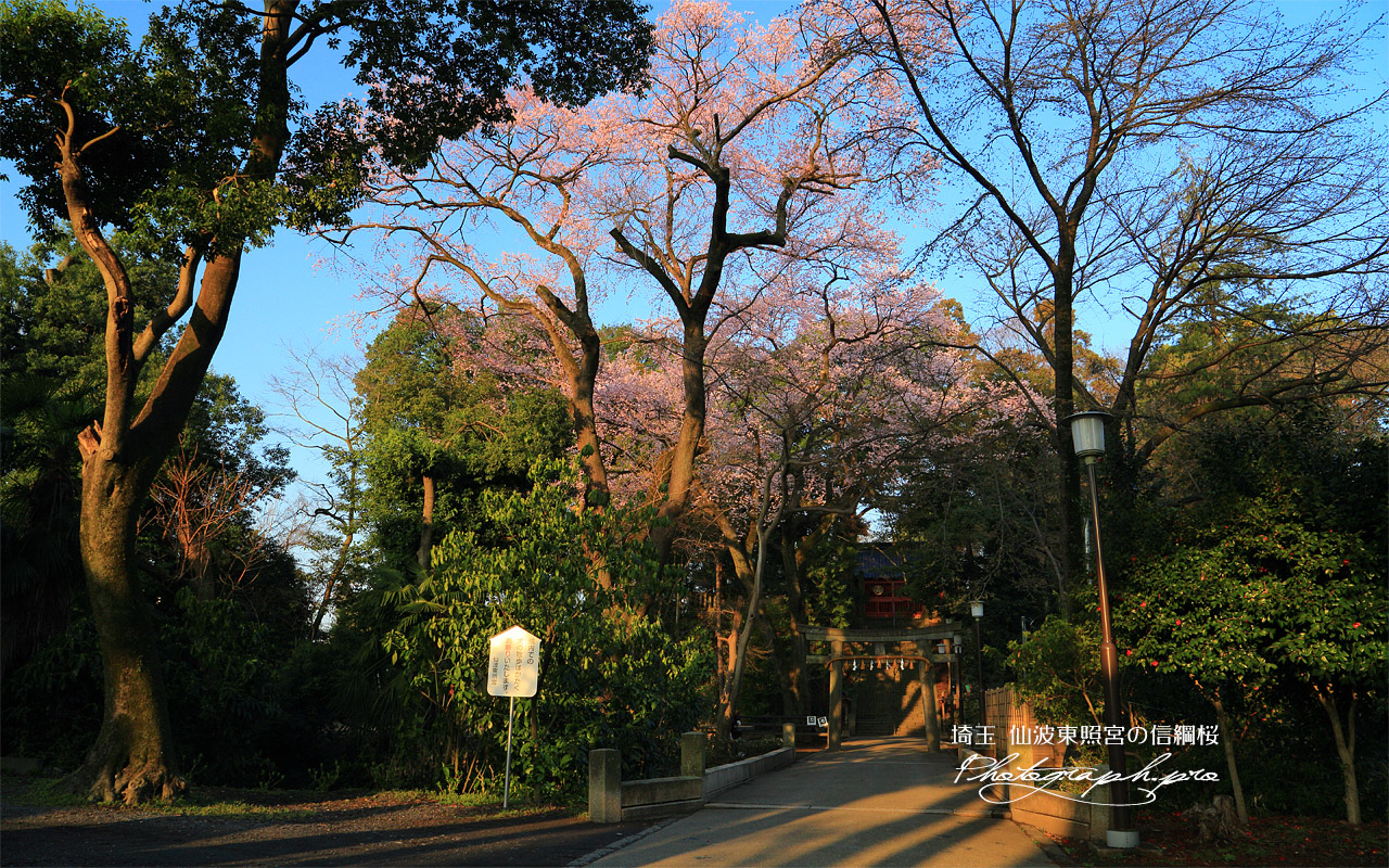 仙波東照宮の信綱桜 壁紙