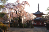 喜多院の桜
