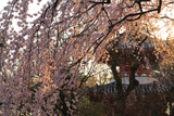 喜多院のしだれ桜