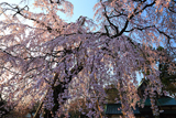 喜多院のしだれ桜