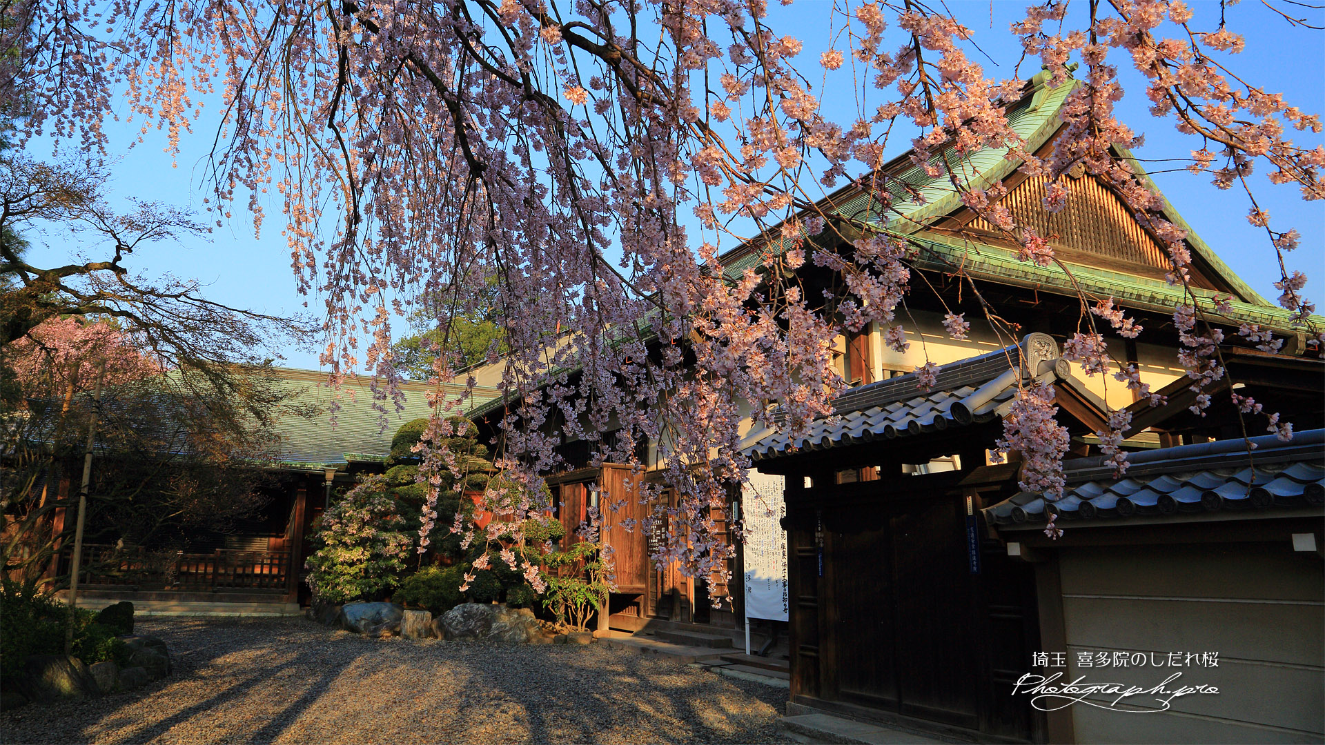 喜多院のしだれ桜