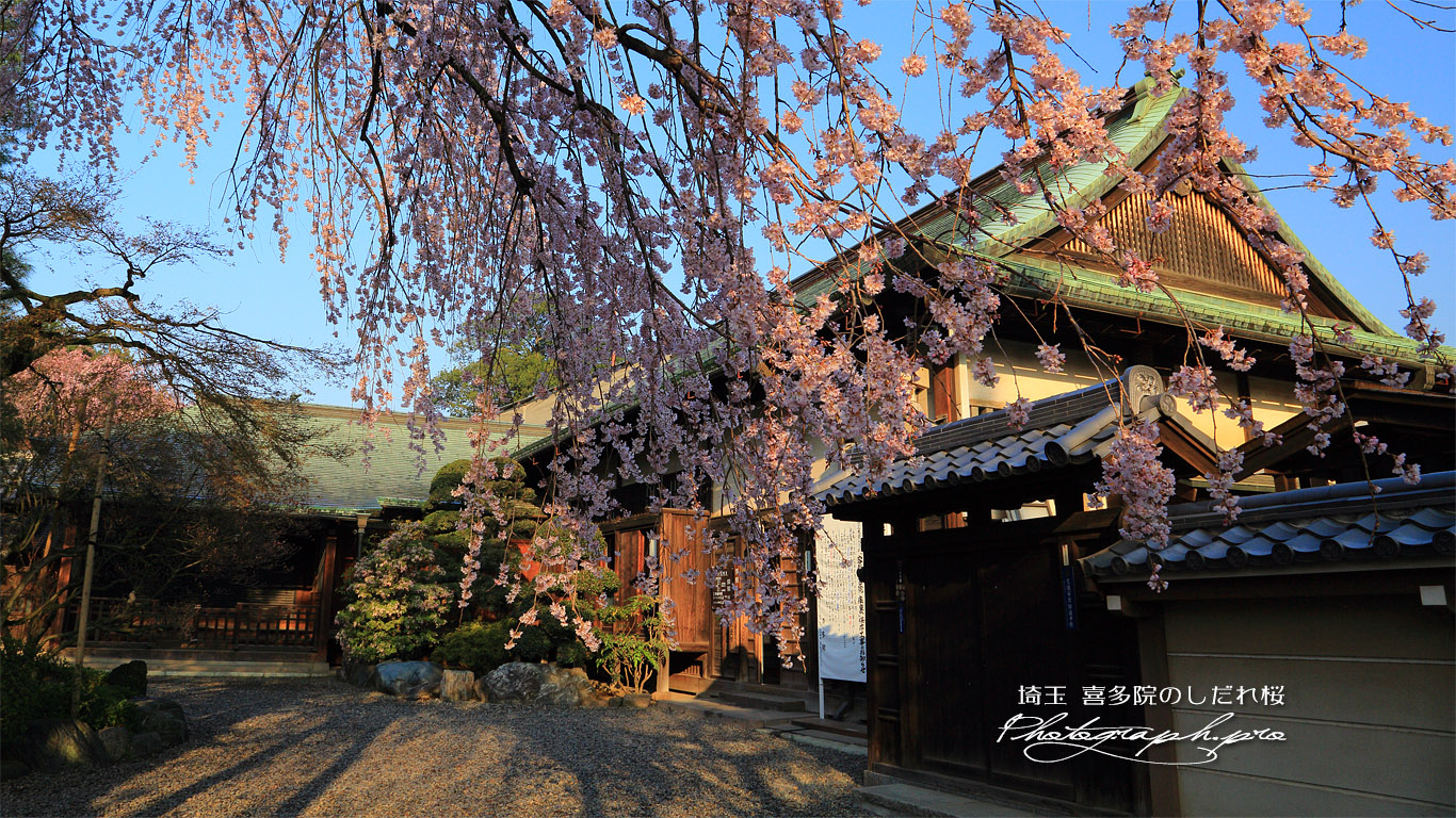 喜多院のしだれ桜 壁紙