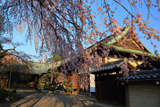 喜多院のしだれ桜