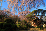 中院のしだれ桜