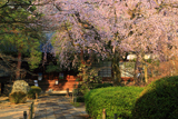 川越市 中院のしだれ桜