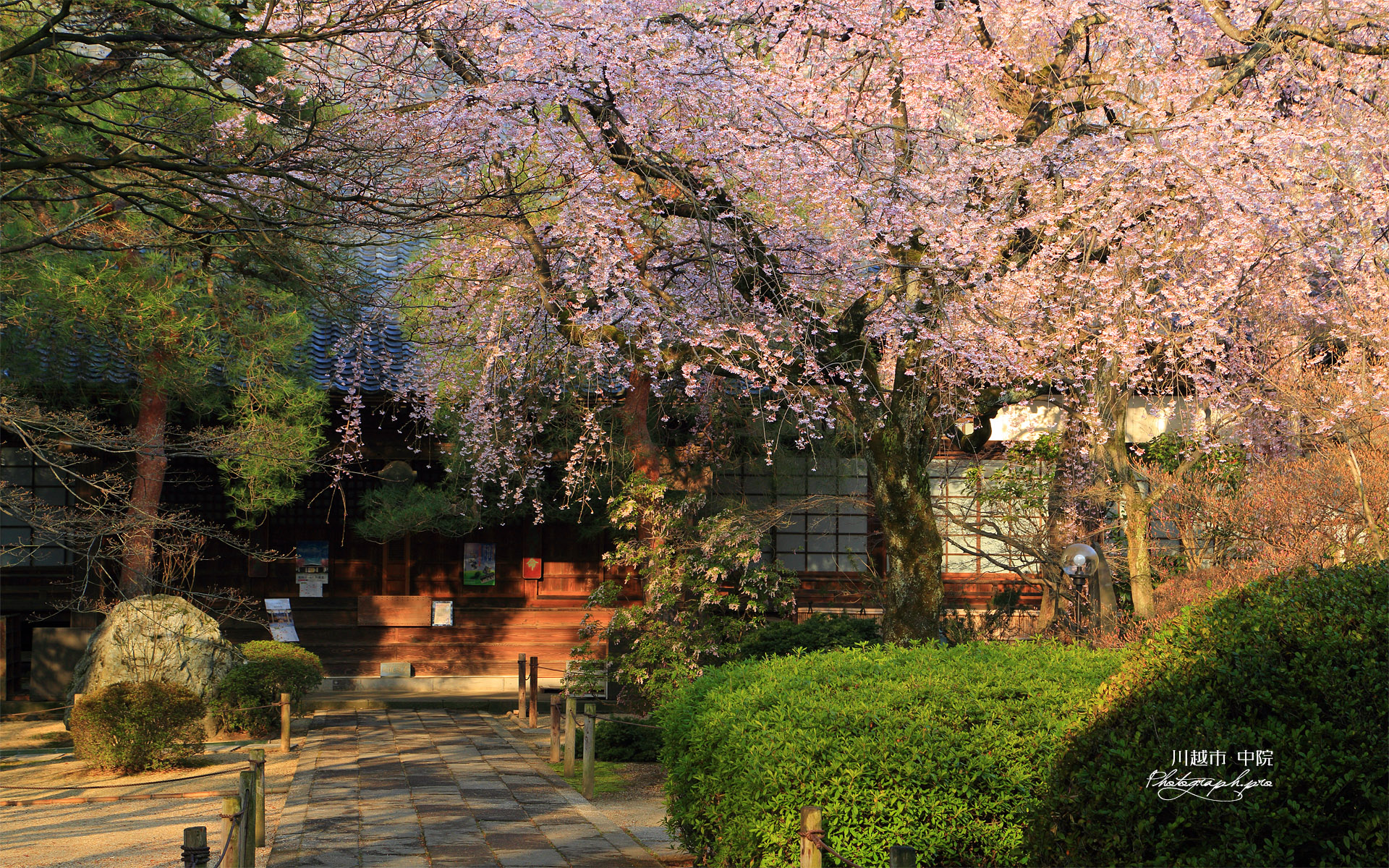 川越市 中院のしだれ桜