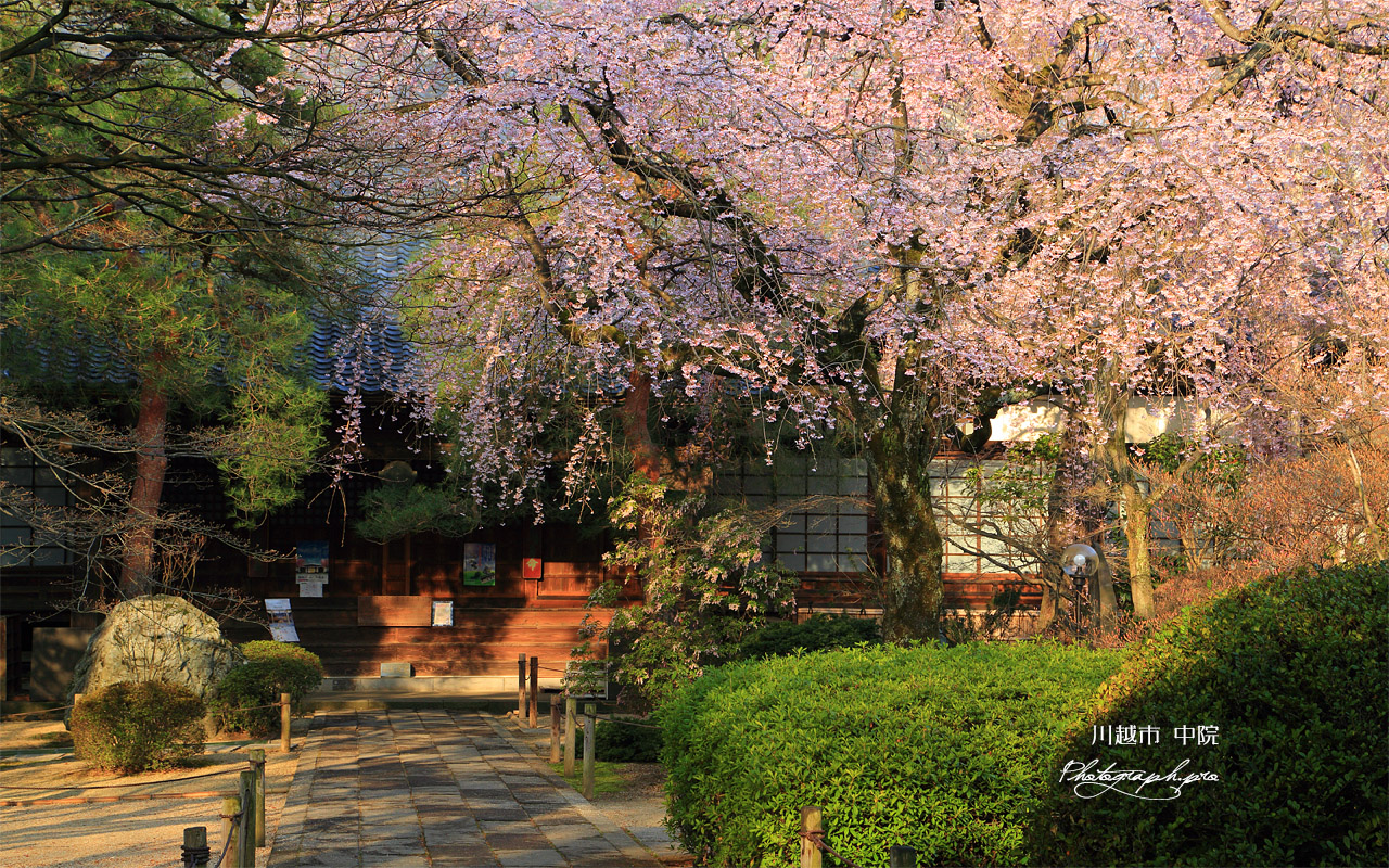 川越市 中院のしだれ桜 壁紙