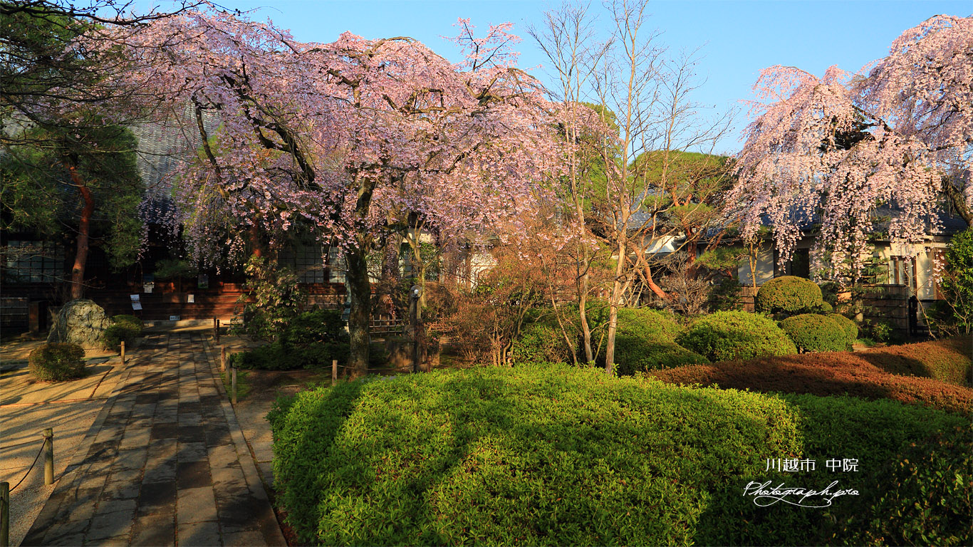 川越市 中院の枝垂桜 壁紙