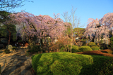 川越市 中院の枝垂桜