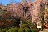 中院のしだれ桜