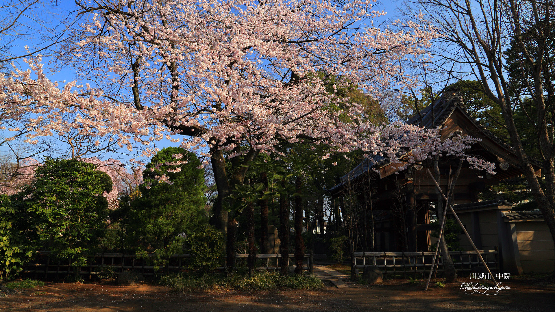 川越市 中院の江戸彼岸桜