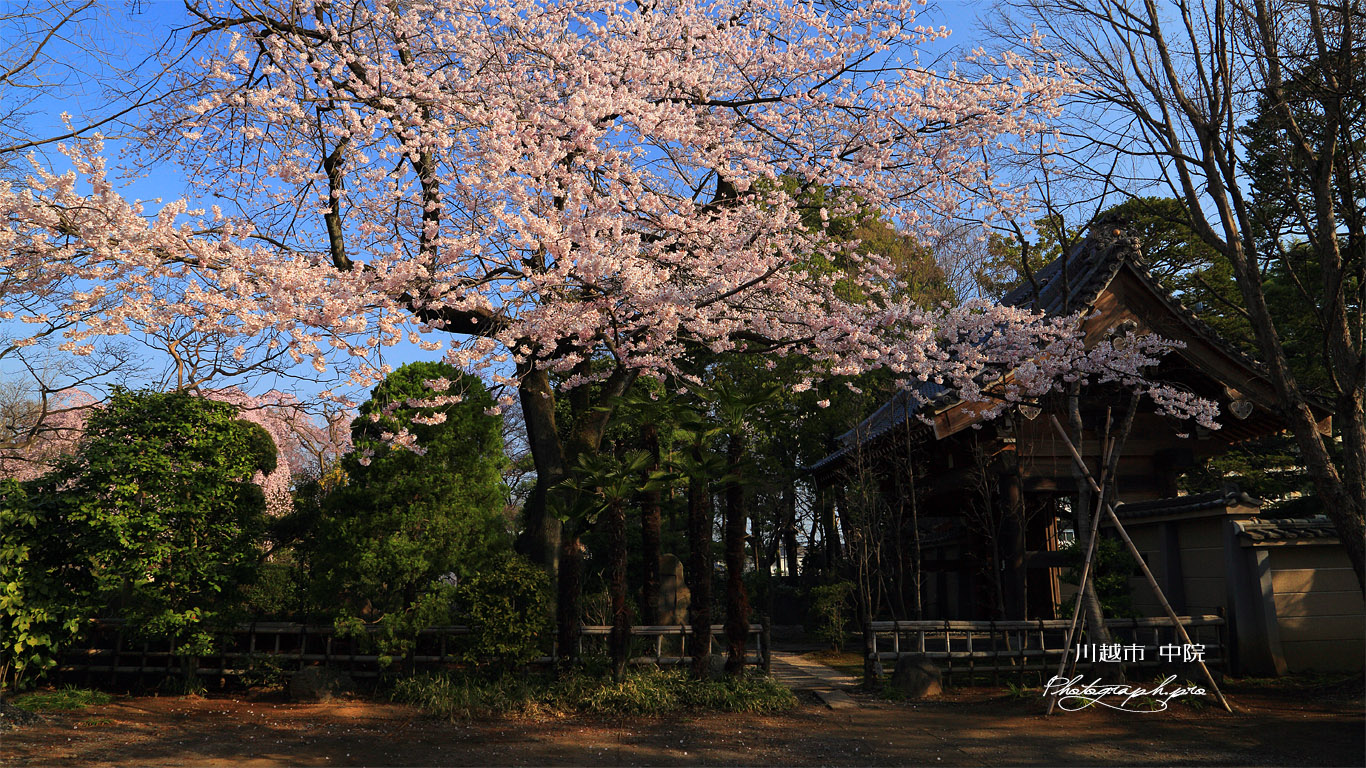 川越市 中院の江戸彼岸桜 壁紙