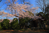 川越市 中院の江戸彼岸桜