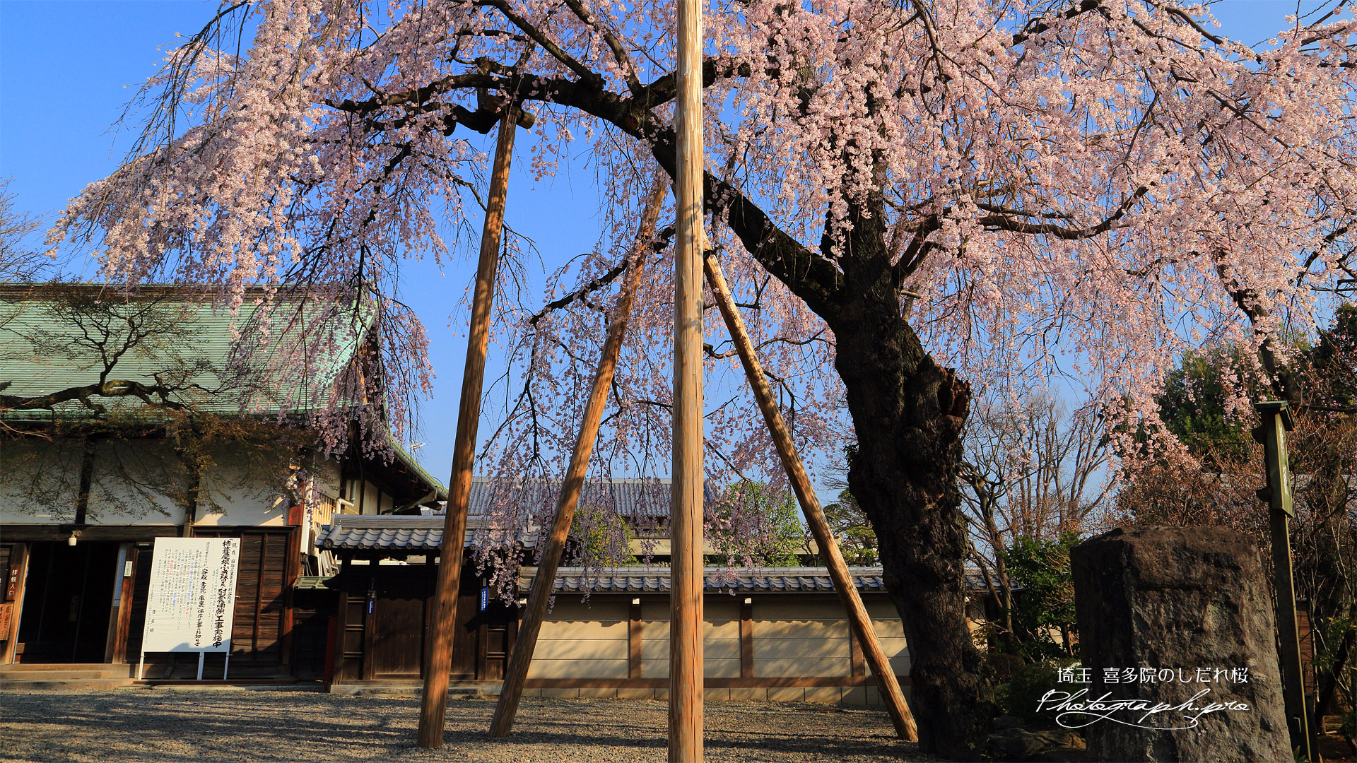 喜多院のしだれ桜