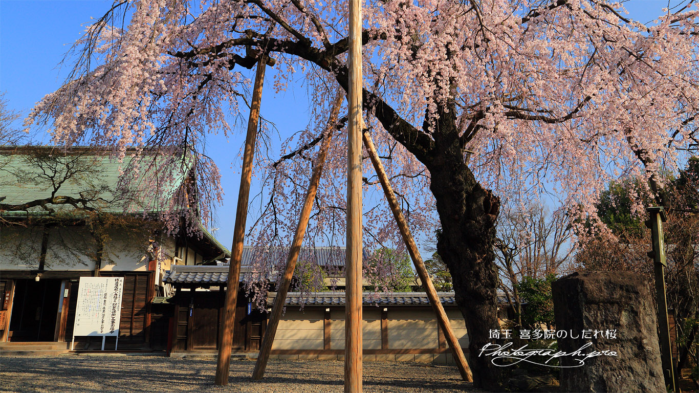 喜多院のしだれ桜 壁紙