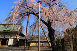 喜多院のしだれ桜