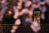 喜多院のしだれ桜