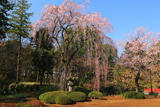 喜多院の徳川家光公御手植桜