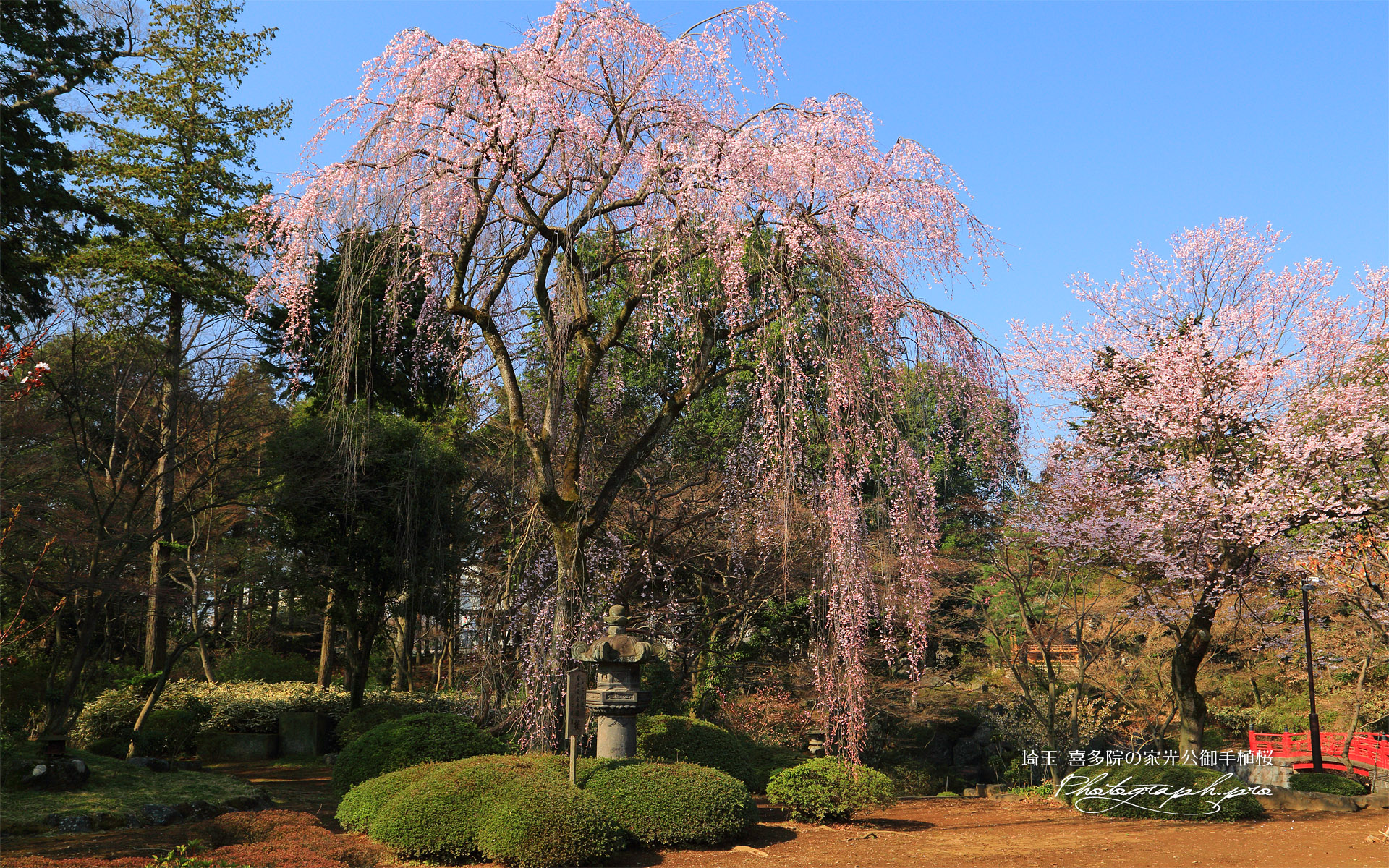 喜多院の徳川家光公御手植桜