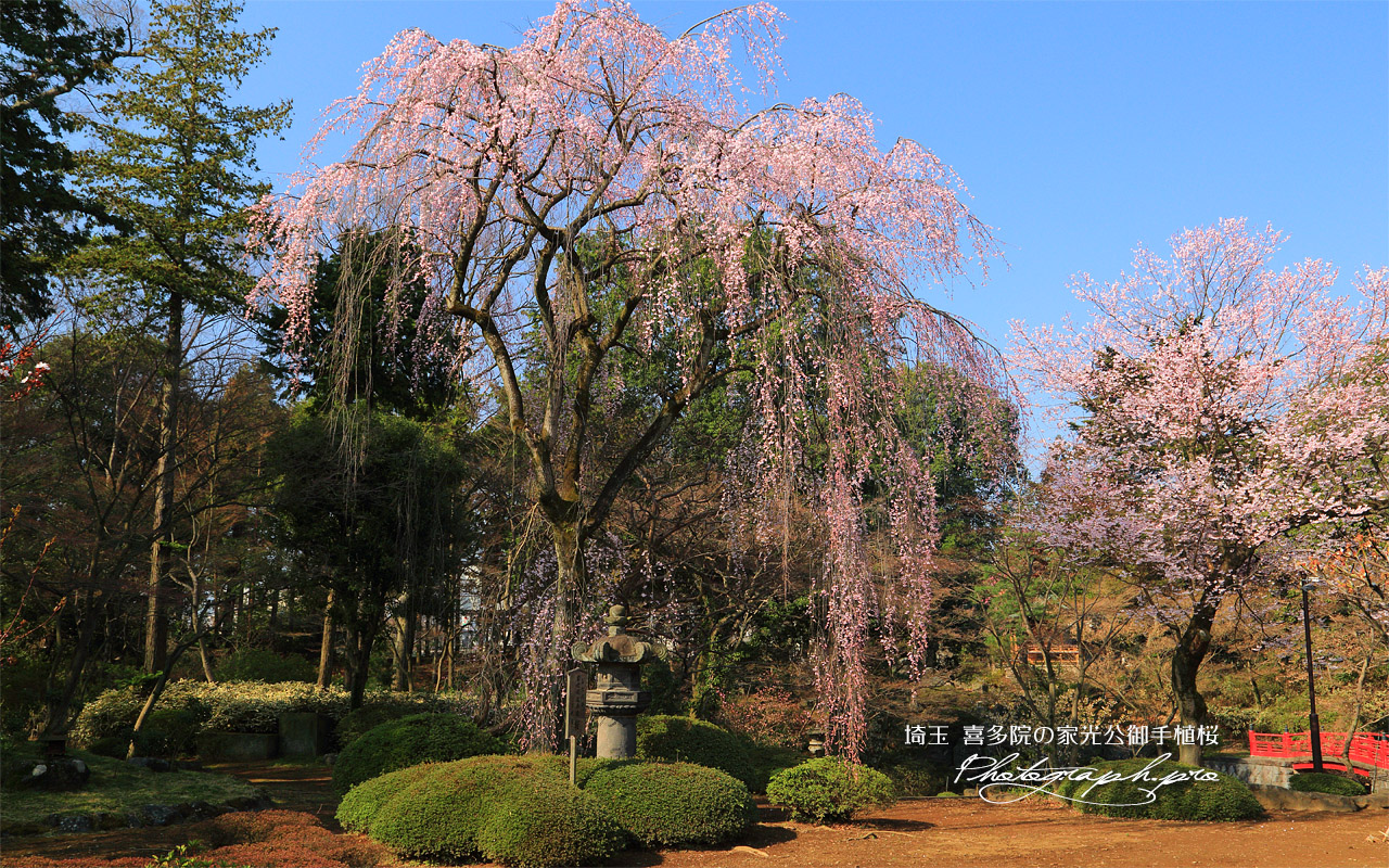 喜多院の徳川家光公御手植桜 壁紙