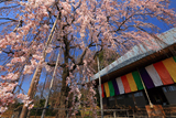 埼玉県の桜