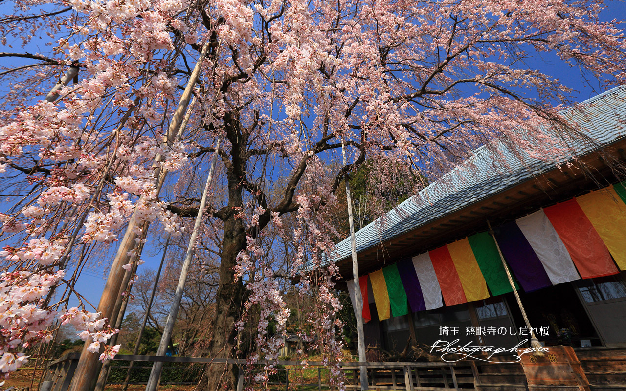 慈眼寺のしだれ桜 壁紙