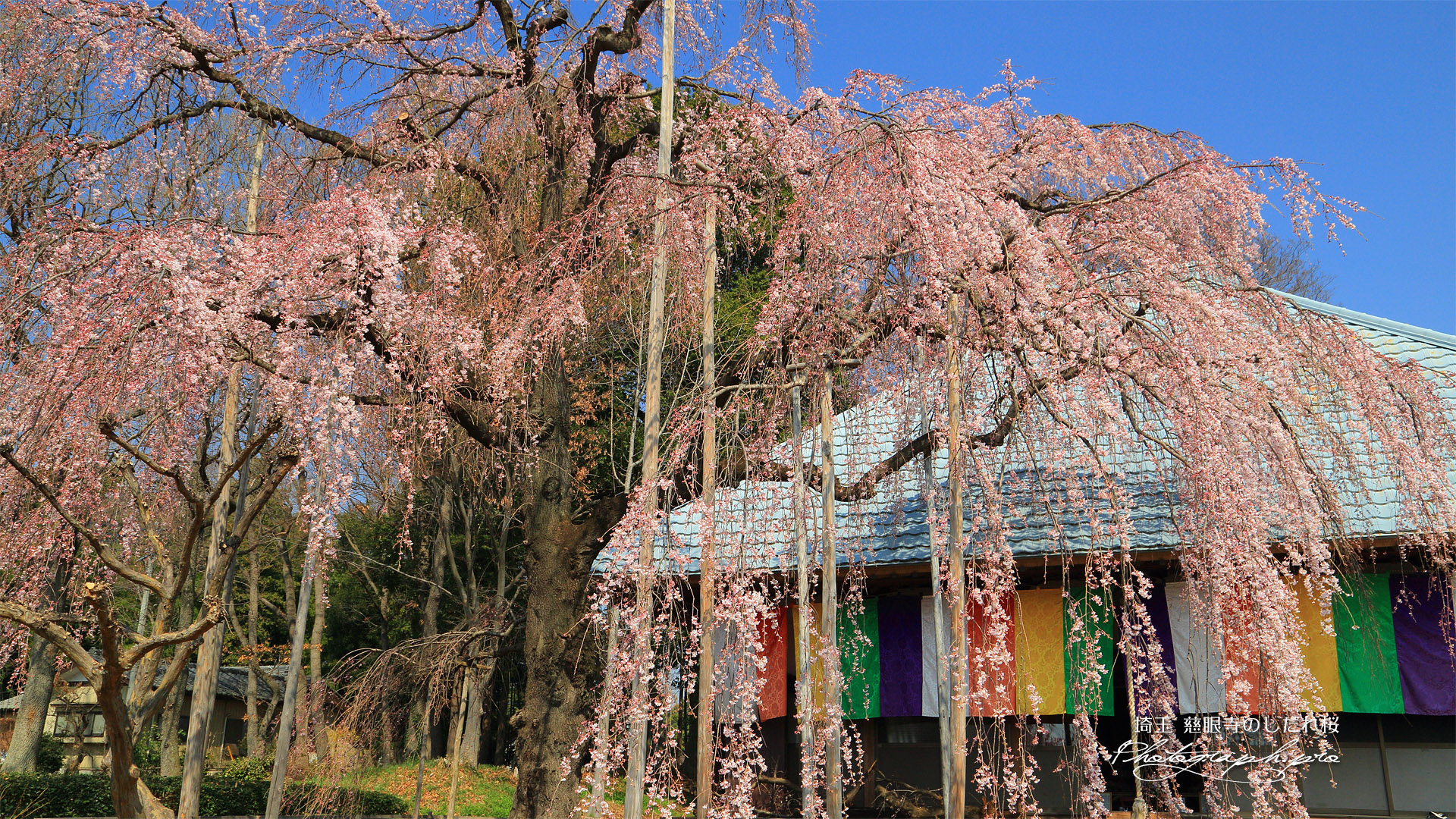 慈眼寺の枝垂れ桜