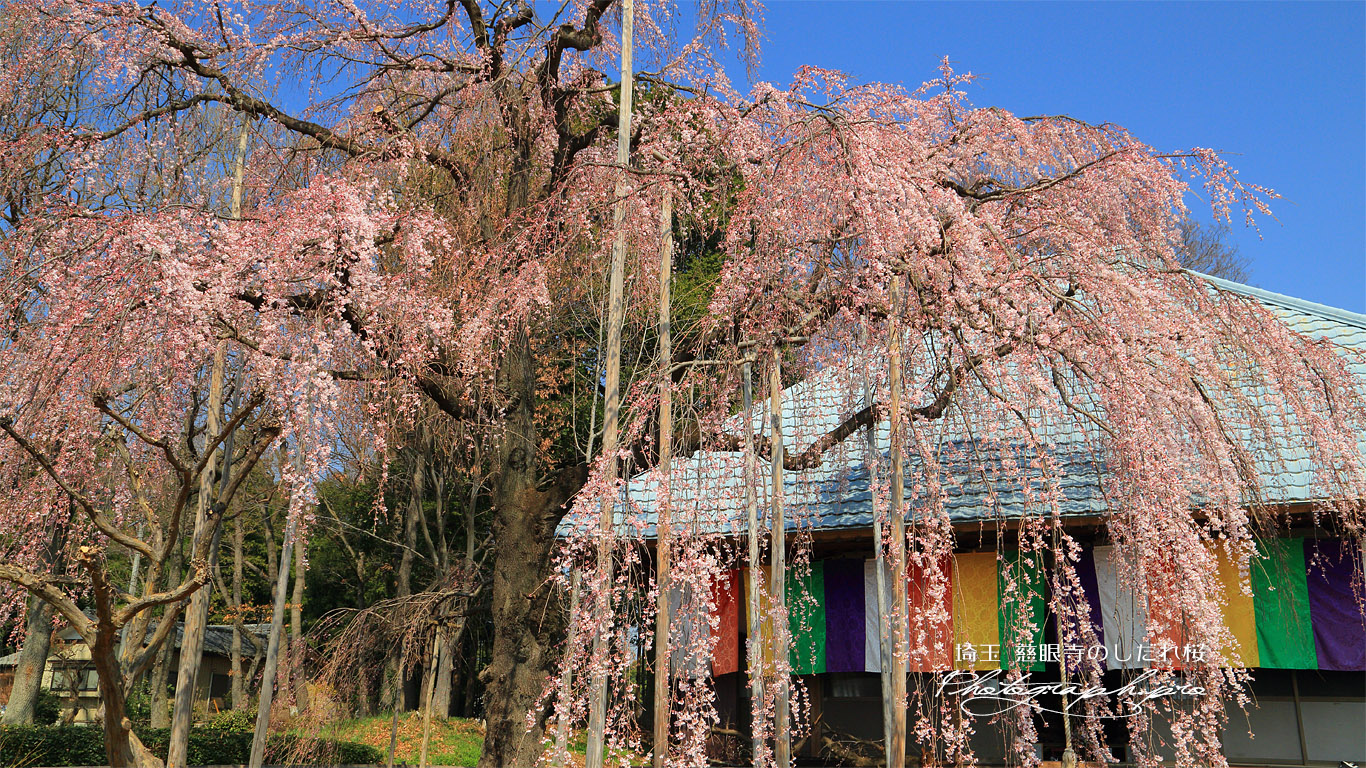 慈眼寺の枝垂れ桜 壁紙