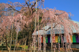 慈眼寺の枝垂れ桜