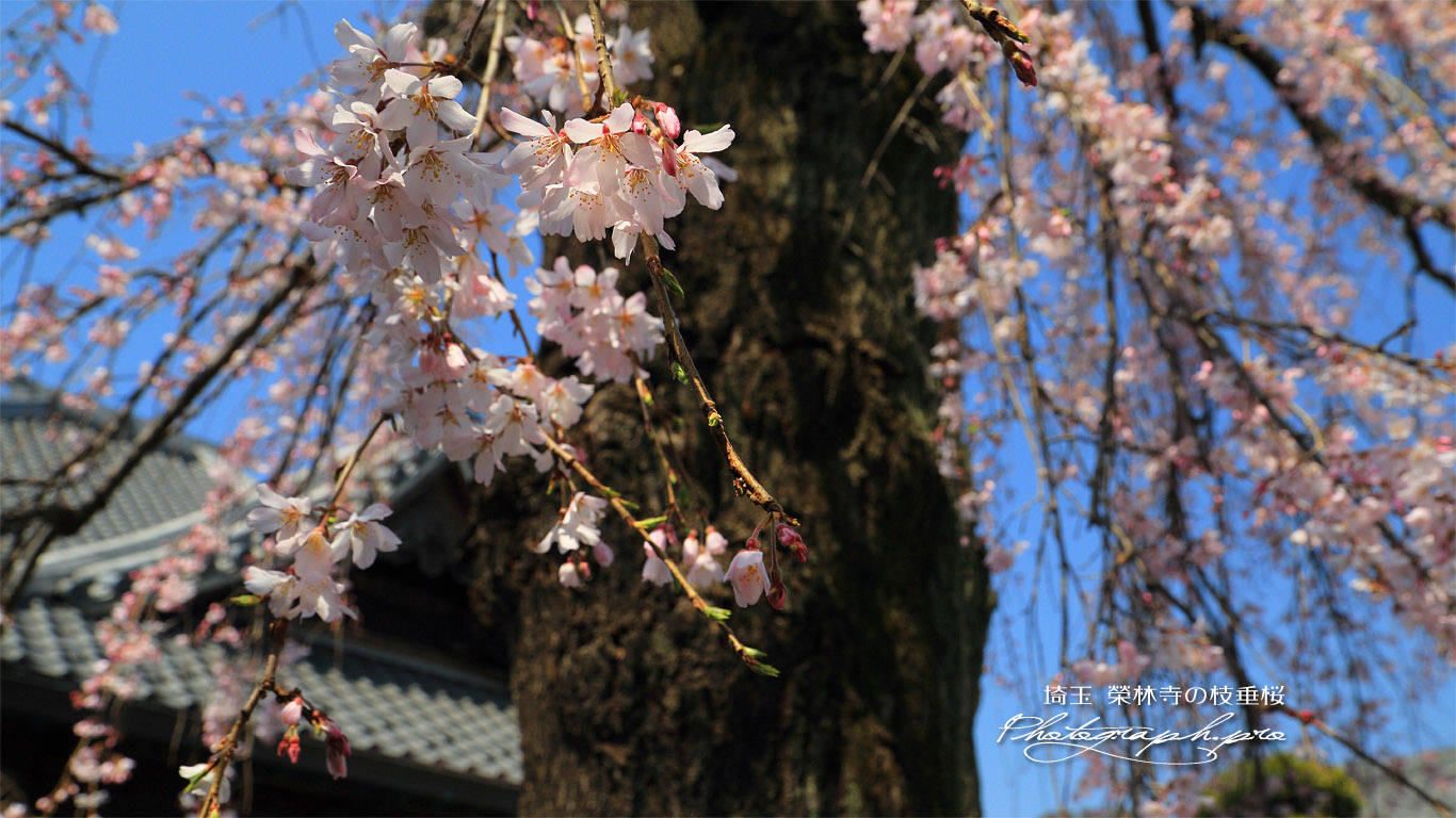 栄林寺の枝垂桜 壁紙