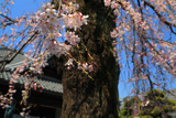 栄林寺の枝垂桜