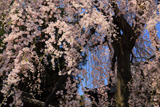明見院のしだれ桜