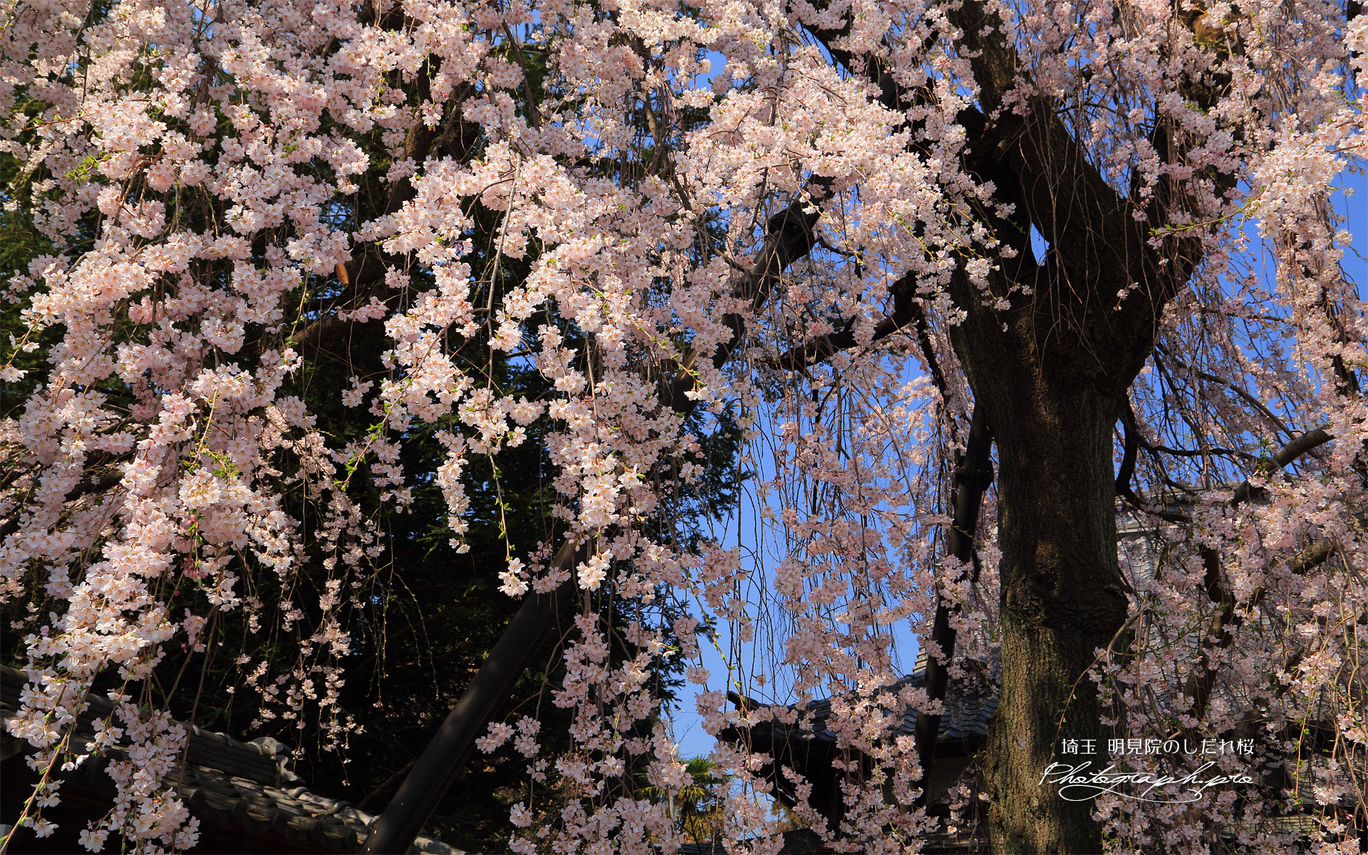 明見院のしだれ桜