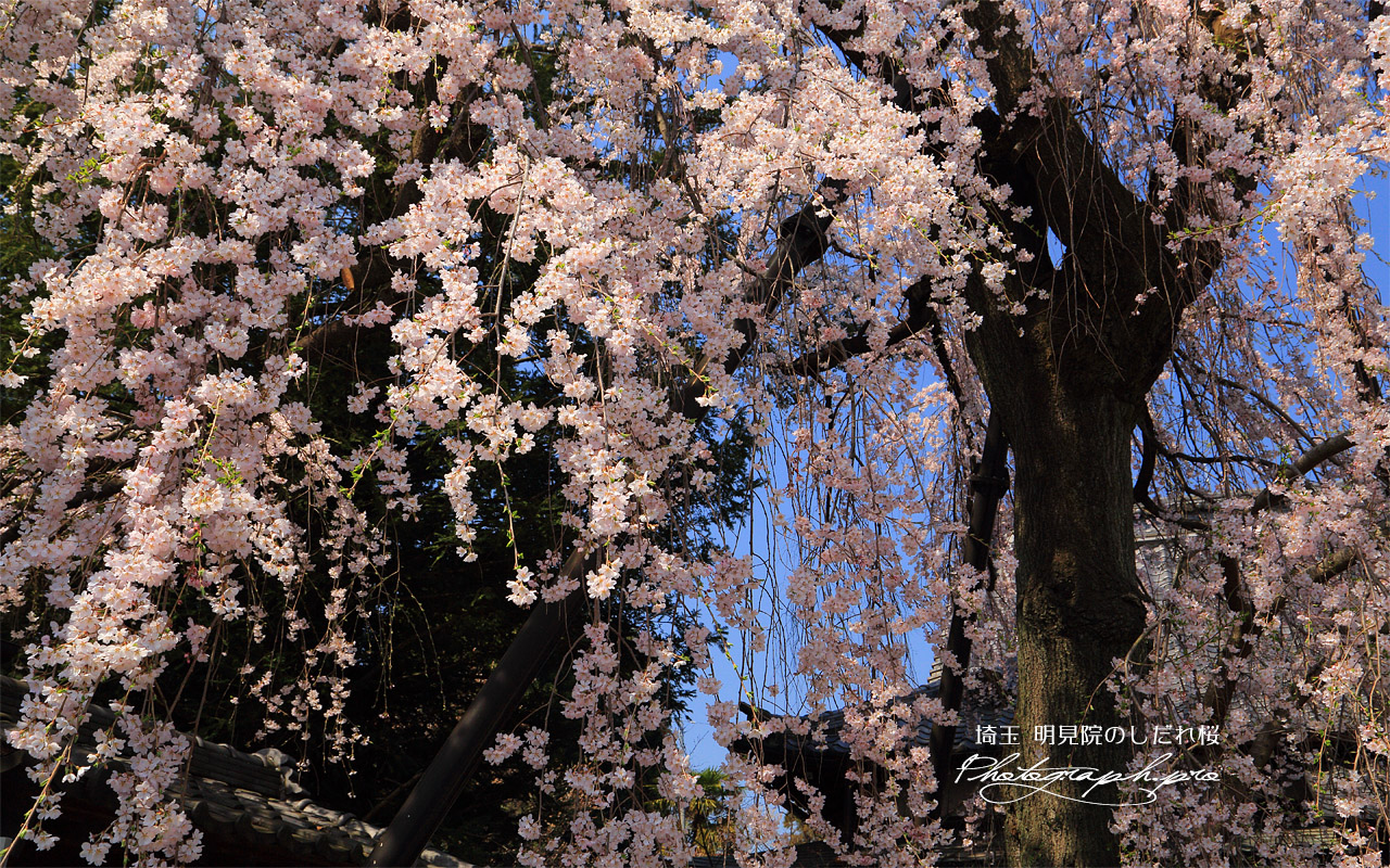 明見院のしだれ桜 壁紙