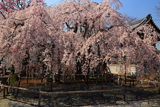地蔵院のしだれ桜