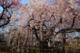 地蔵院のしだれ桜