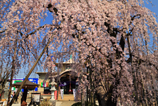 地蔵院のしだれ桜