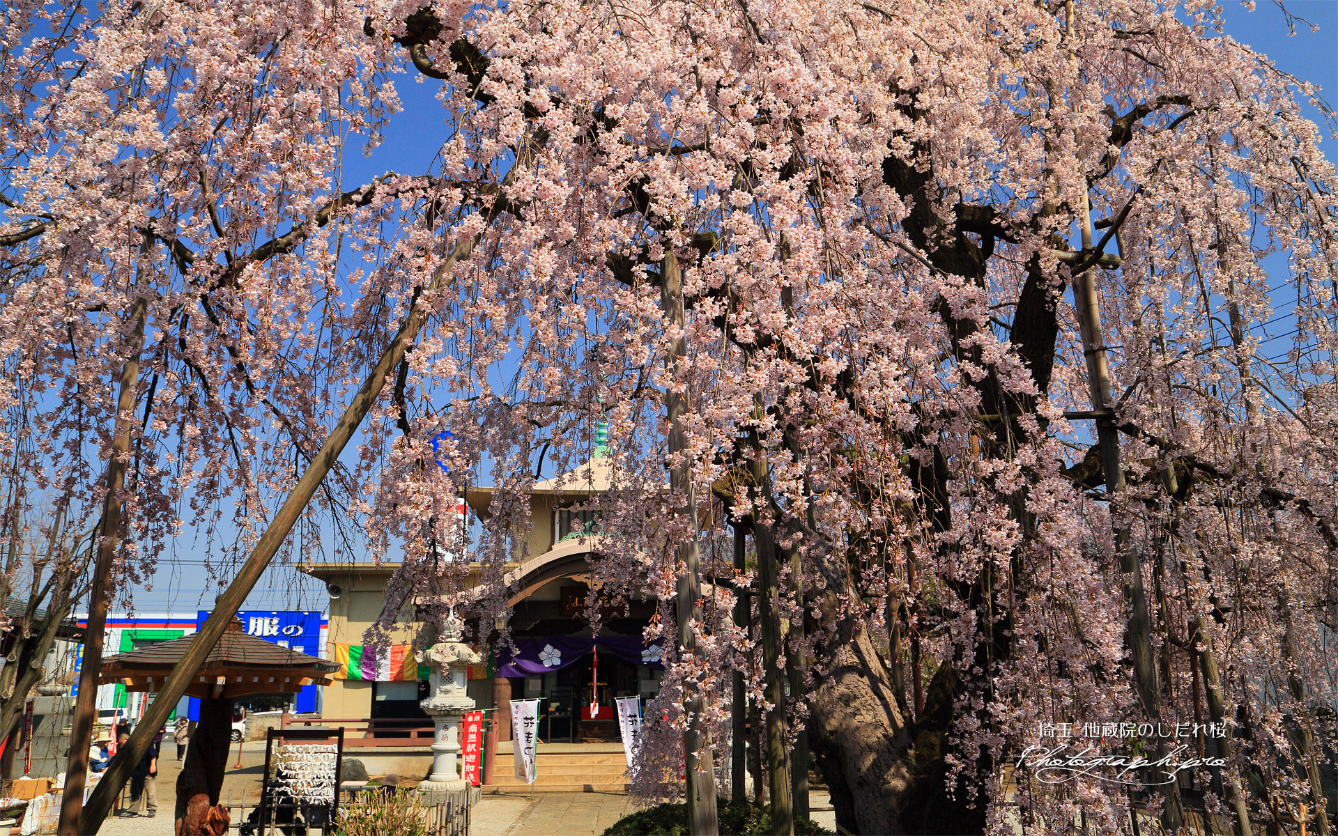 地蔵院のしだれ桜