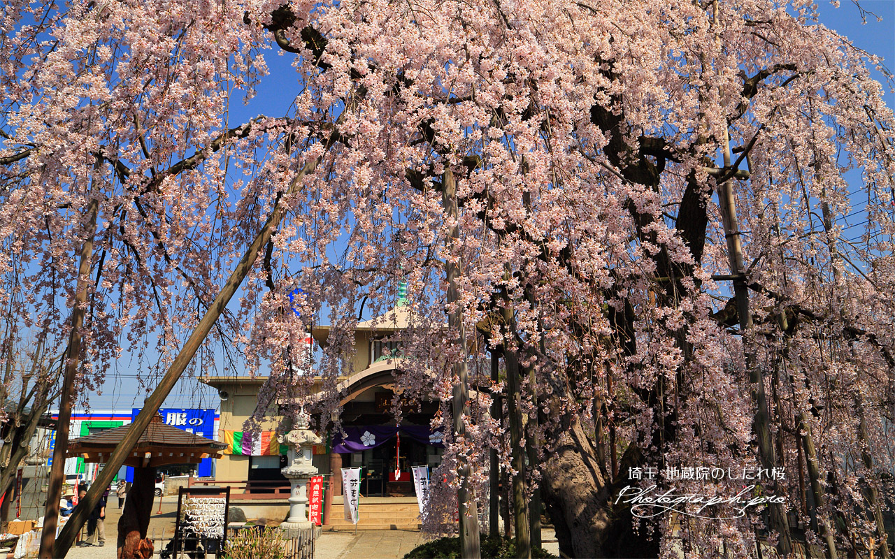 地蔵院のしだれ桜 壁紙