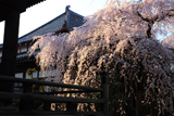 玉蔵院のしだれ桜