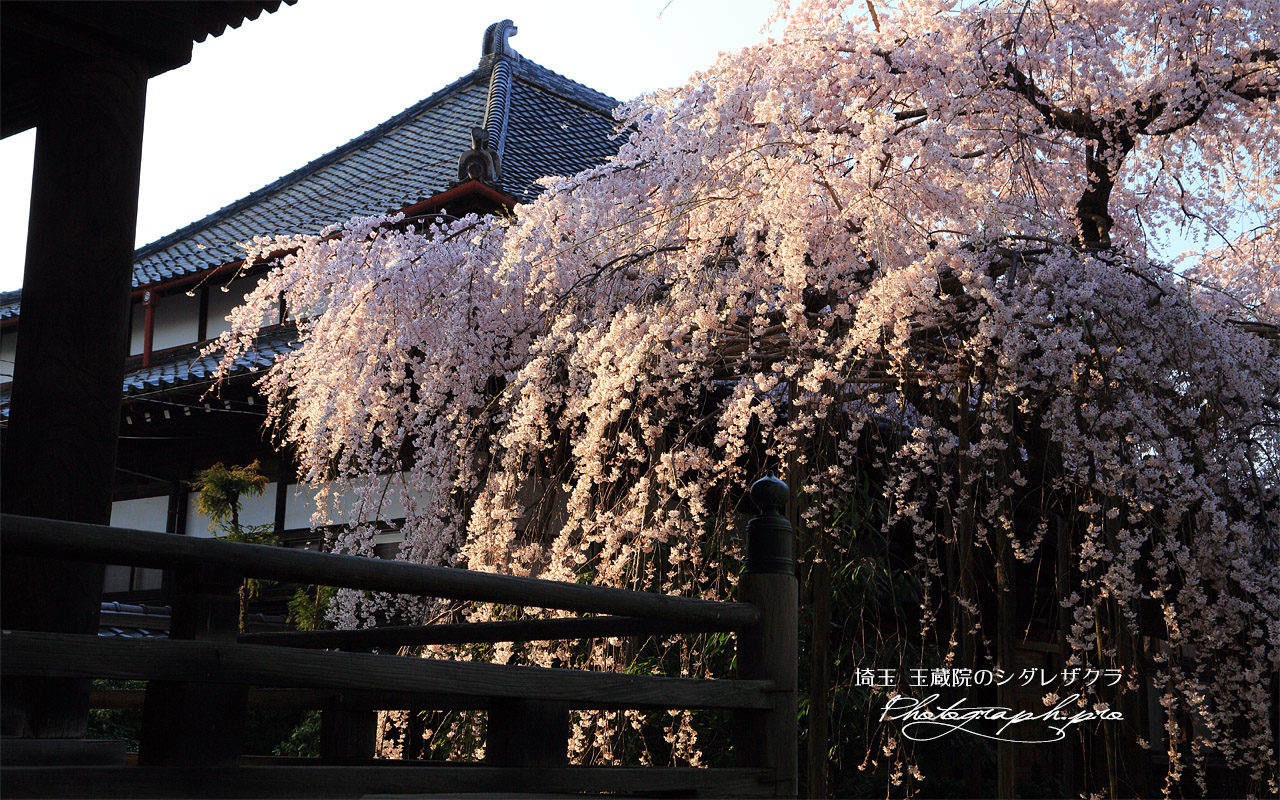 玉蔵院のしだれ桜 壁紙