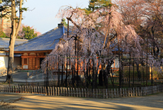 弘法寺の伏姫桜