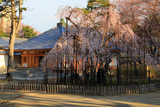弘法寺の伏姫桜
