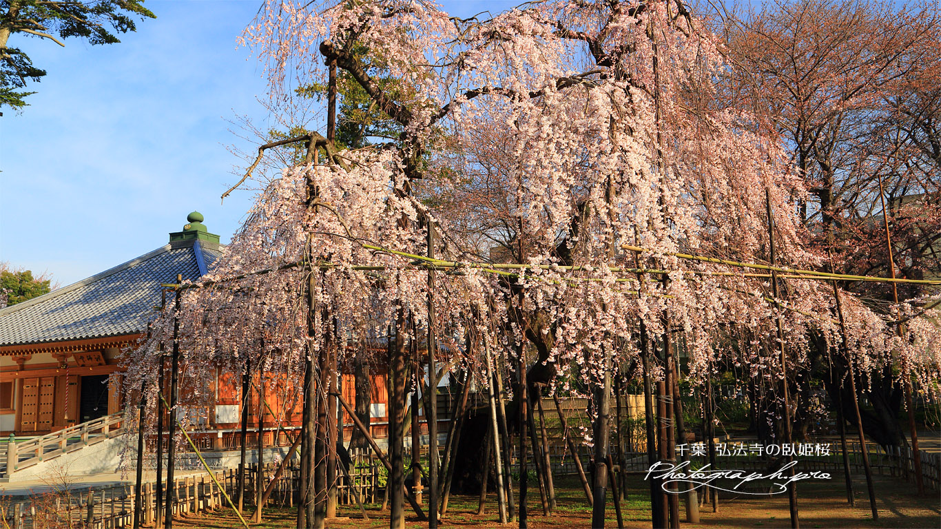 弘法寺の伏姫桜 壁紙