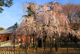 弘法寺の伏姫桜