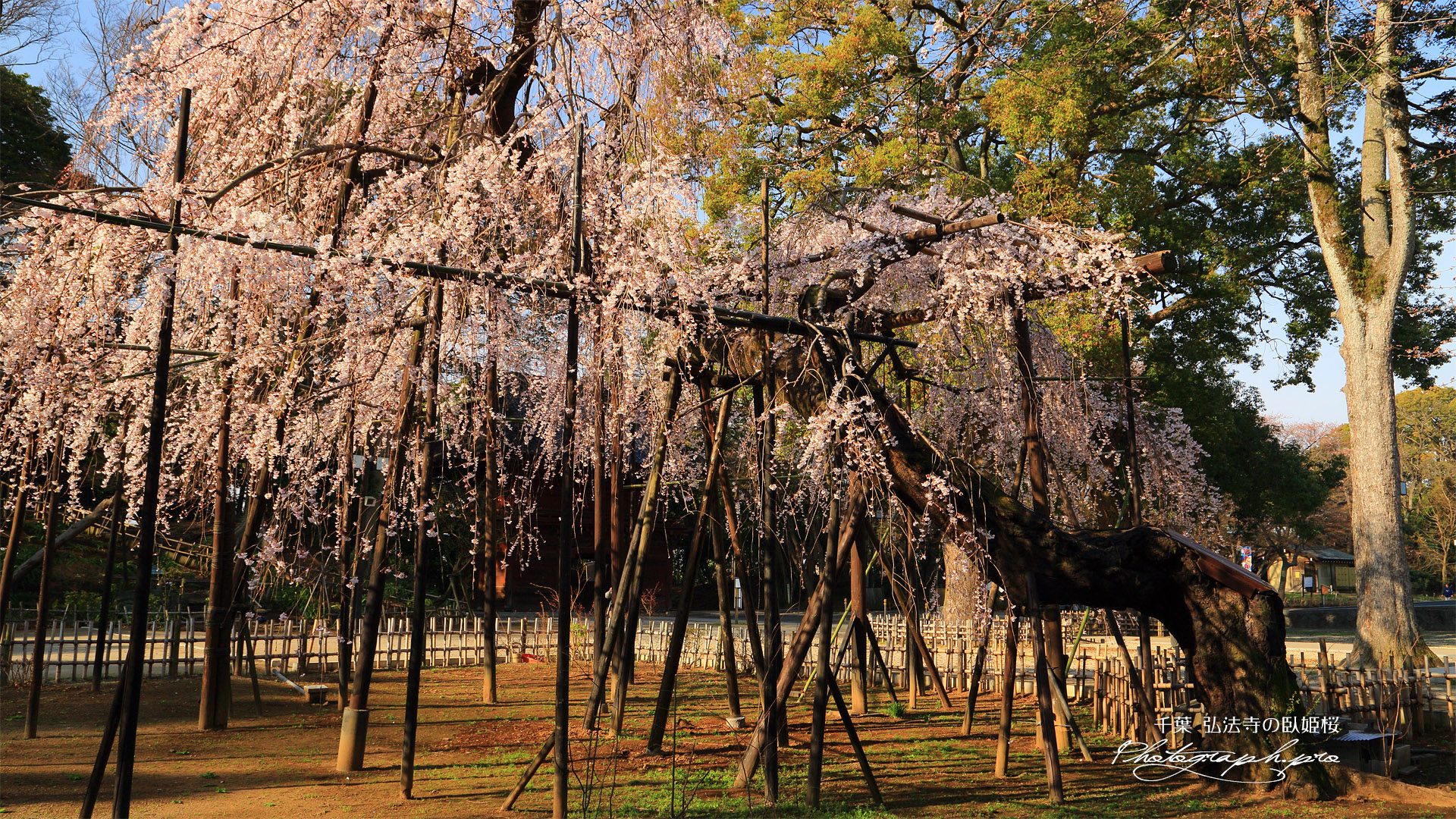 伏姫桜