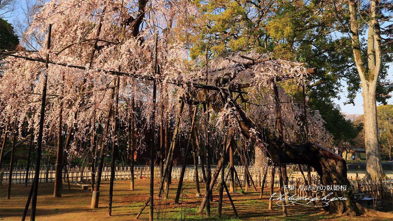 伏姫桜 壁紙