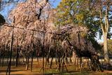 伏姫桜